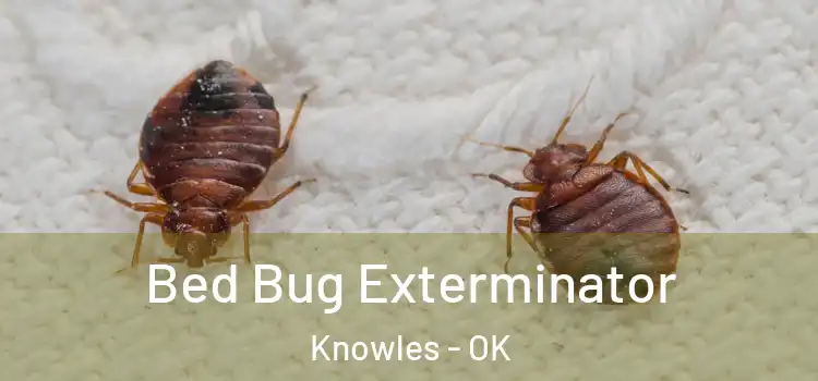 Bed Bug Exterminator Knowles - OK