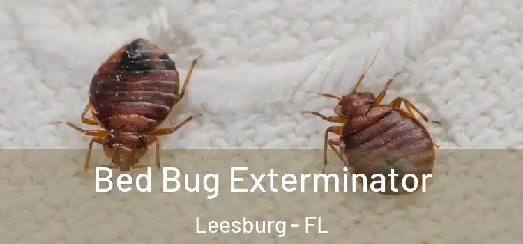  Bed Bug Exterminator Leesburg - FL