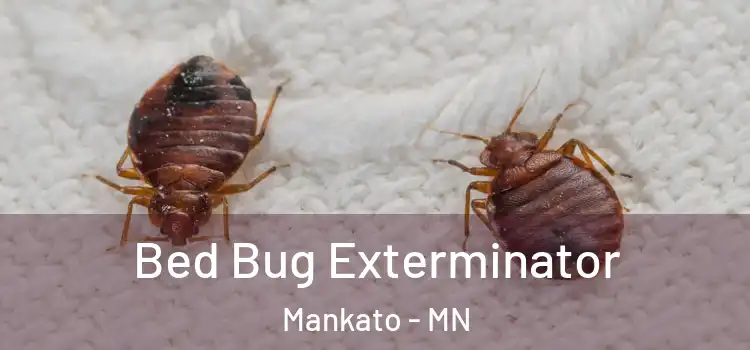  Bed Bug Exterminator Mankato - MN