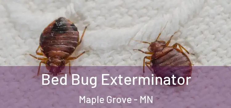  Bed Bug Exterminator Maple Grove - MN