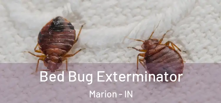 Bed Bug Exterminator Marion - IN
