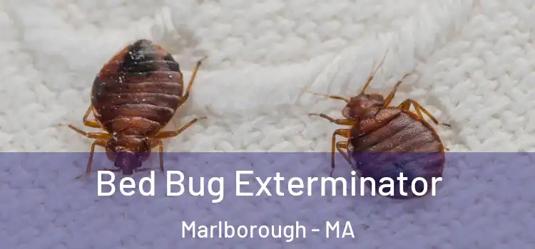  Bed Bug Exterminator Marlborough - MA