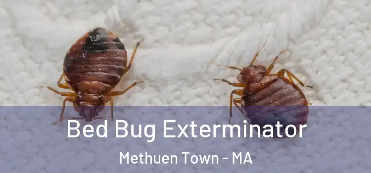  Bed Bug Exterminator Methuen Town - MA