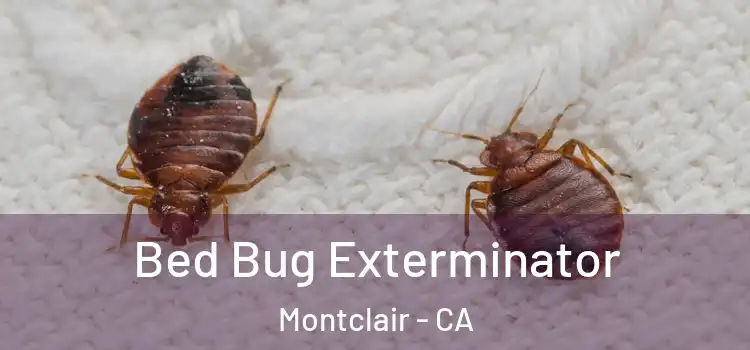 Bed Bug Exterminator Montclair - CA