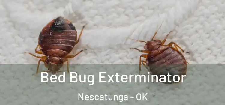  Bed Bug Exterminator Nescatunga - OK