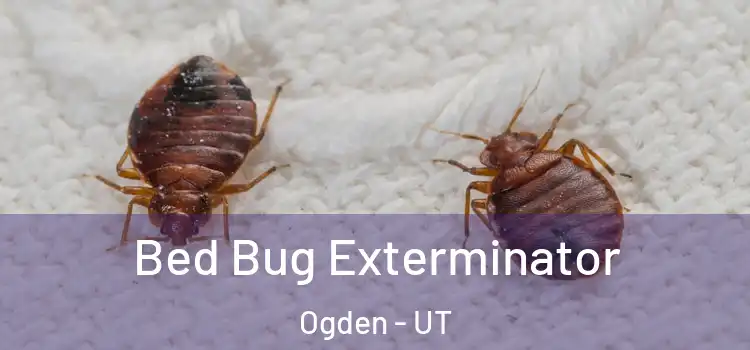  Bed Bug Exterminator Ogden - UT