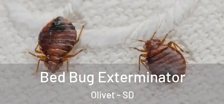  Bed Bug Exterminator Olivet - SD