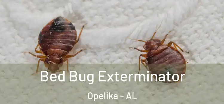  Bed Bug Exterminator Opelika - AL