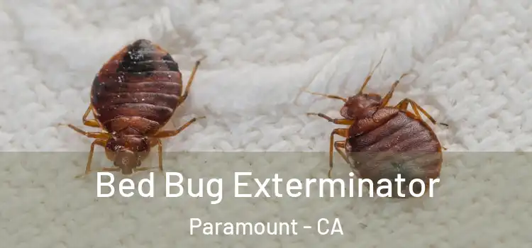  Bed Bug Exterminator Paramount - CA