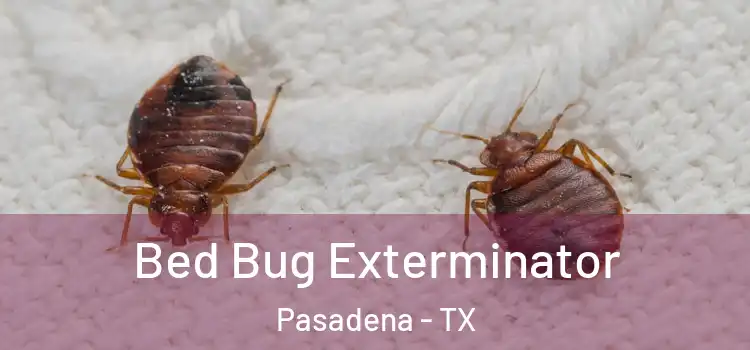  Bed Bug Exterminator Pasadena - TX