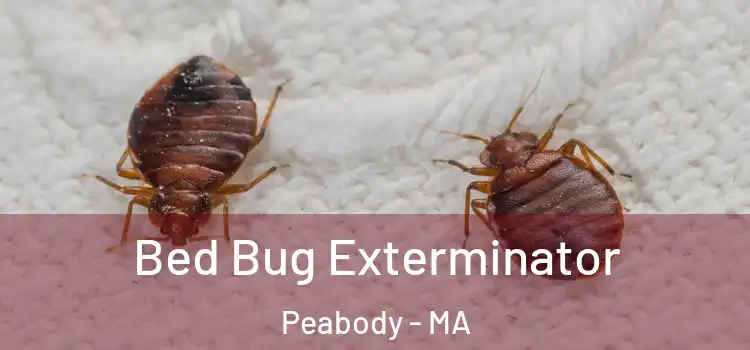  Bed Bug Exterminator Peabody - MA