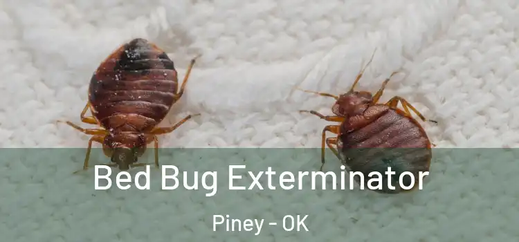  Bed Bug Exterminator Piney - OK