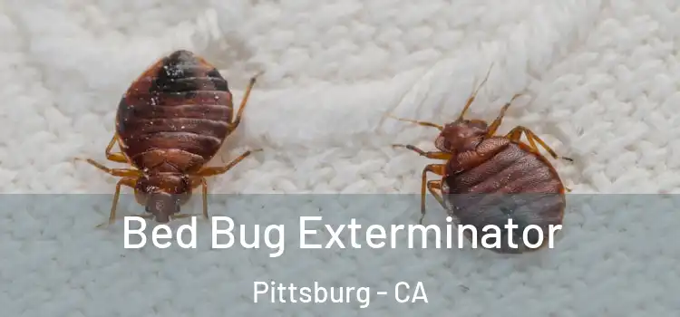 Bed Bug Exterminator Pittsburg - CA
