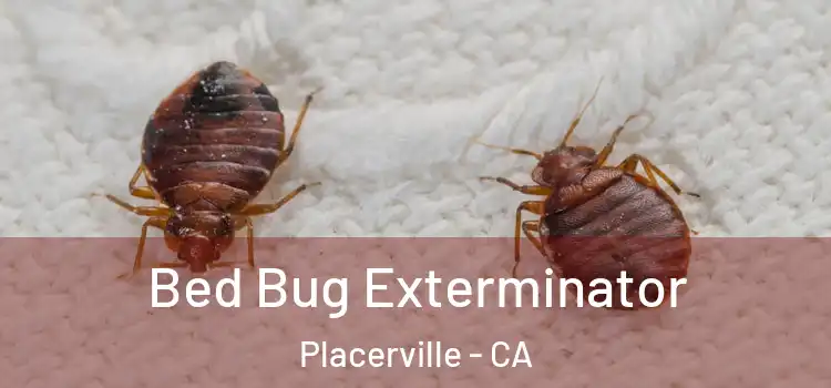 Bed Bug Exterminator Placerville - CA