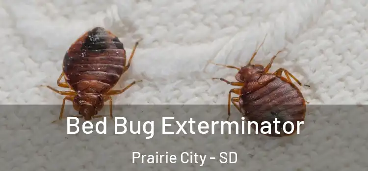 Bed Bug Exterminator Prairie City - SD