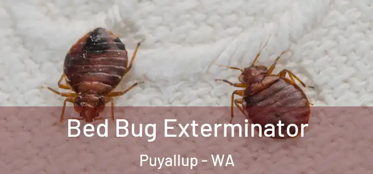  Bed Bug Exterminator Puyallup - WA