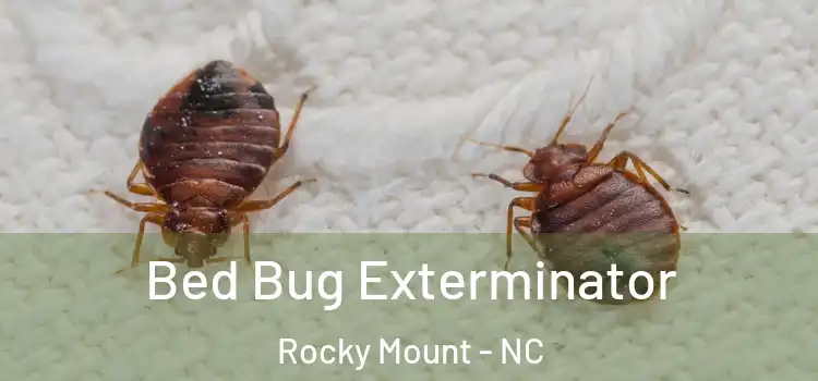 Bed Bug Exterminator Rocky Mount - NC