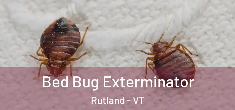  Bed Bug Exterminator Rutland - VT