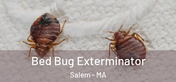  Bed Bug Exterminator Salem - MA