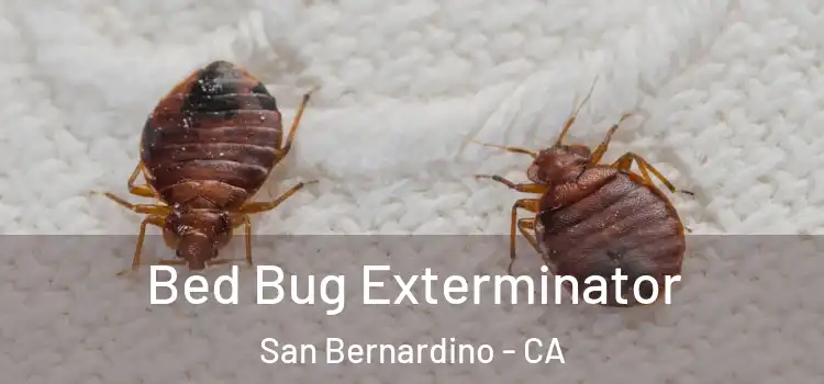 Bed Bug Exterminator San Bernardino - CA