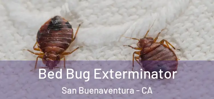 Bed Bug Exterminator San Buenaventura - CA