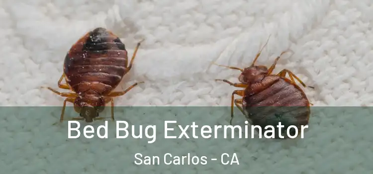 Bed Bug Exterminator San Carlos - CA