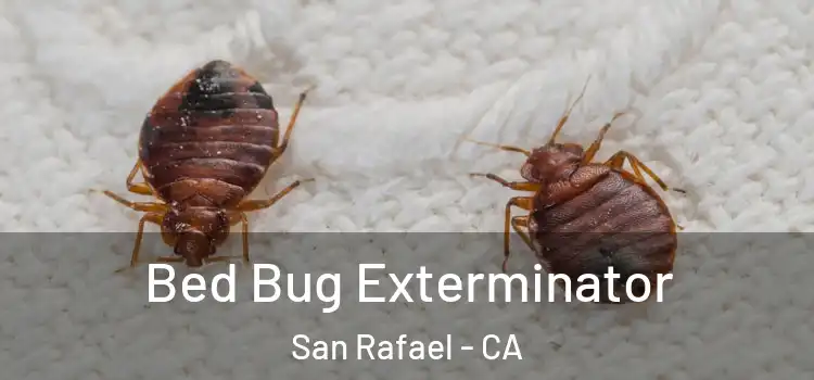Bed Bug Exterminator San Rafael - CA