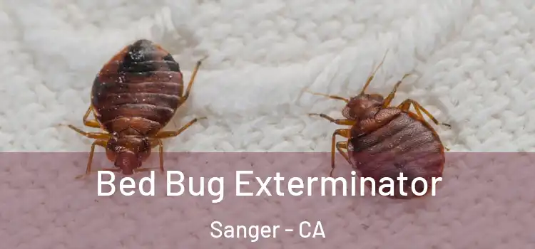 Bed Bug Exterminator Sanger - CA