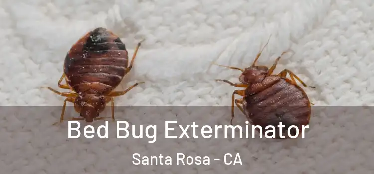  Bed Bug Exterminator Santa Rosa - CA