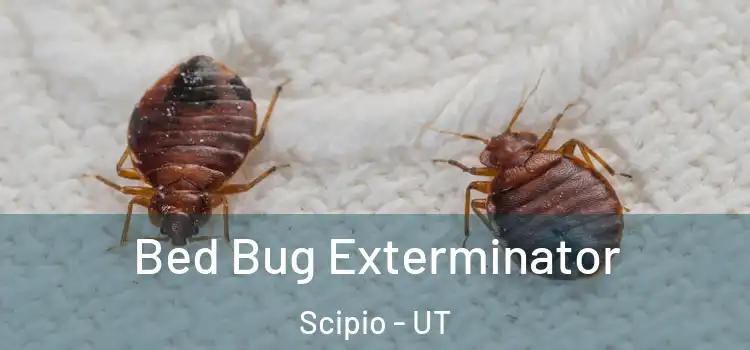  Bed Bug Exterminator Scipio - UT