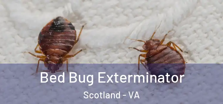  Bed Bug Exterminator Scotland - VA