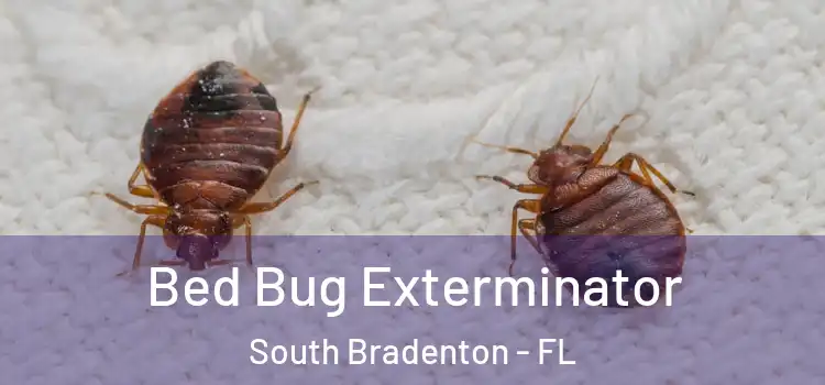  Bed Bug Exterminator South Bradenton - FL