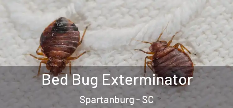 Bed Bug Exterminator Spartanburg - SC