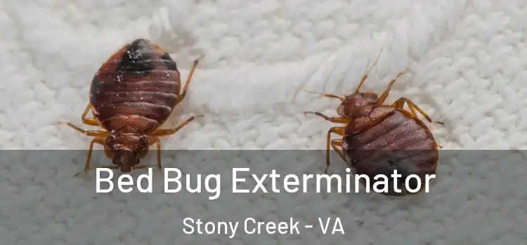  Bed Bug Exterminator Stony Creek - VA