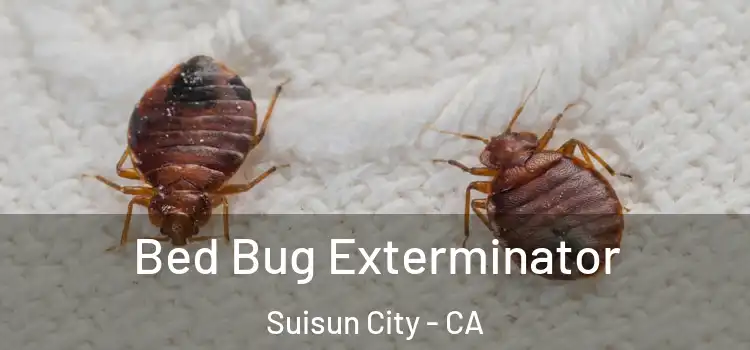 Bed Bug Exterminator Suisun City - CA