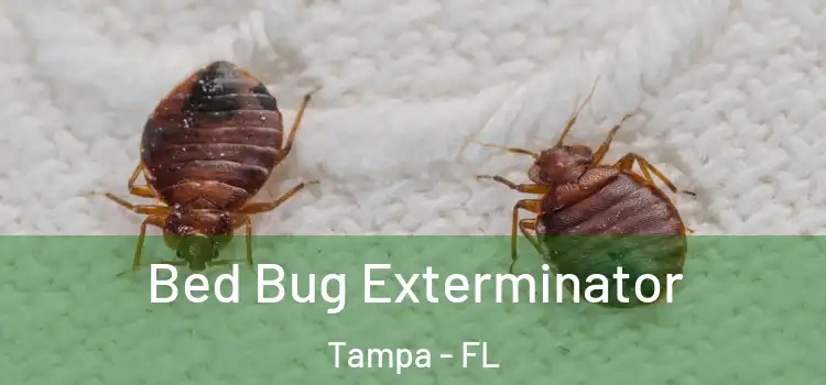  Bed Bug Exterminator Tampa - FL