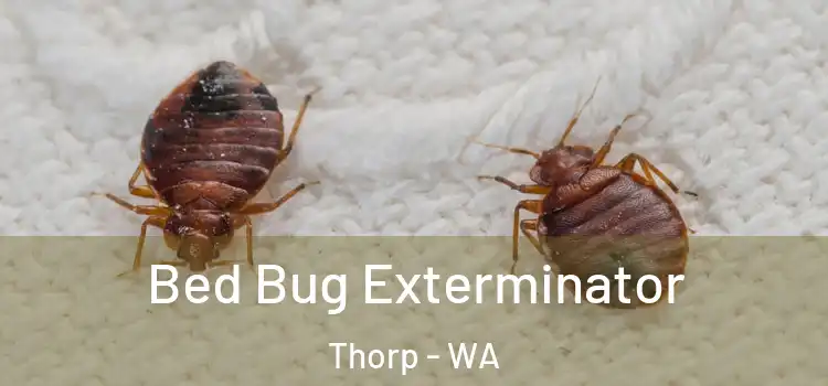  Bed Bug Exterminator Thorp - WA