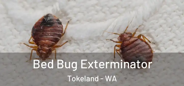  Bed Bug Exterminator Tokeland - WA