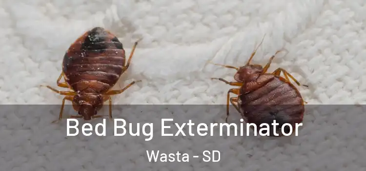  Bed Bug Exterminator Wasta - SD