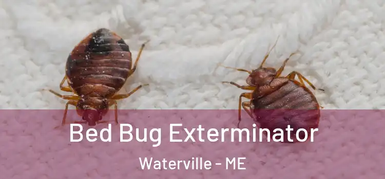  Bed Bug Exterminator Waterville - ME
