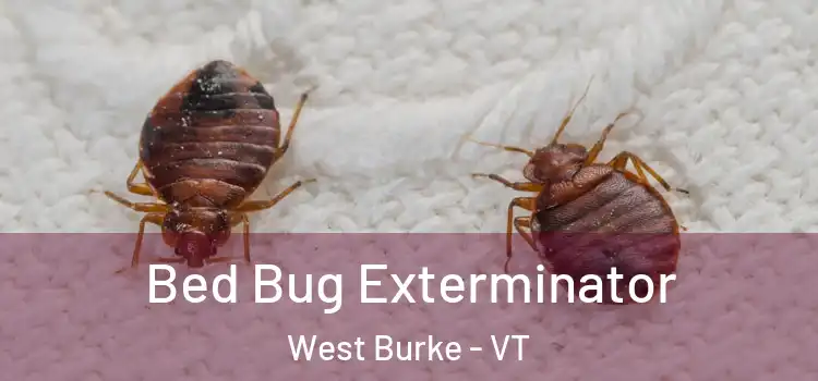  Bed Bug Exterminator West Burke - VT