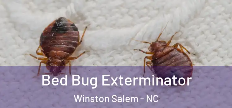  Bed Bug Exterminator Winston Salem - NC