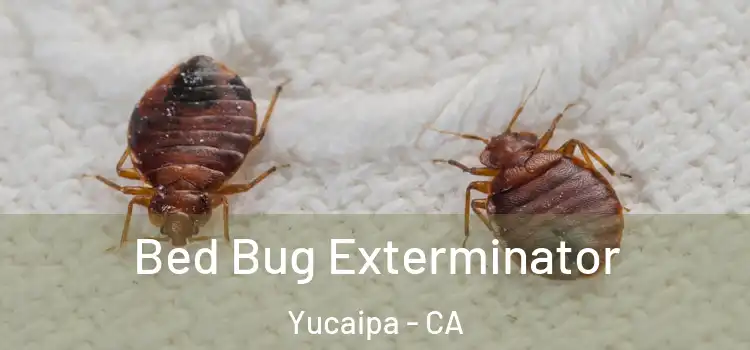  Bed Bug Exterminator Yucaipa - CA