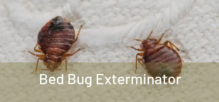  Bed Bug Exterminator 