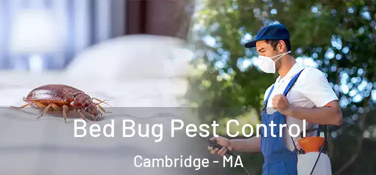 Bed Bug Pest Control Cambridge - MA