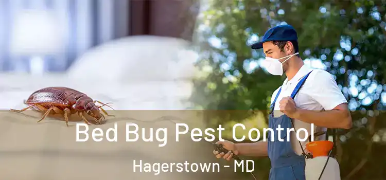 Bed Bug Pest Control Hagerstown - MD