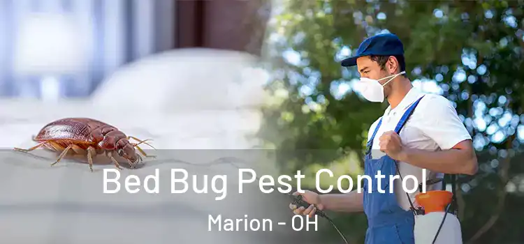 Bed Bug Pest Control Marion - OH