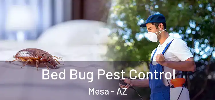  Bed Bug Pest Control Mesa - AZ