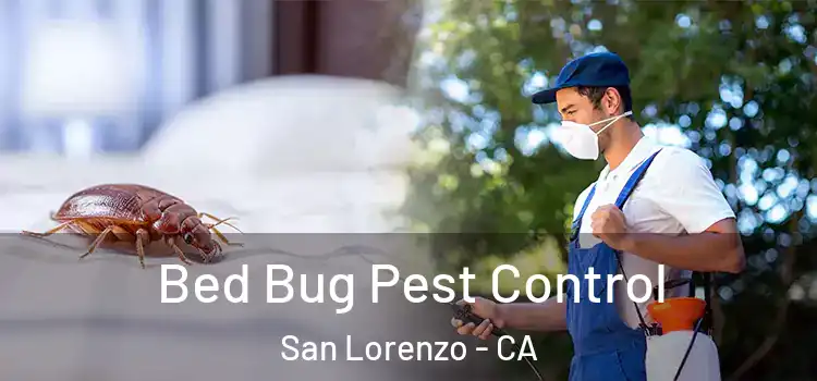  Bed Bug Pest Control San Lorenzo - CA
