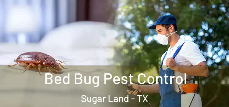  Bed Bug Pest Control Sugar Land - TX